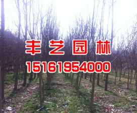 紫薇樹苗